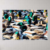 Mallard Duck Poster (Voorkant)