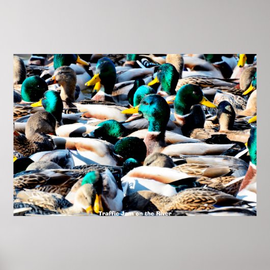 Mallard Duck Poster (Voorkant)