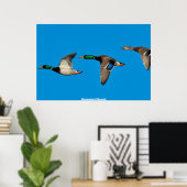 Mallard Duck Poster (Thuiskantoor)