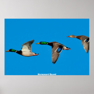 Mallard Duck Poster