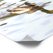 Mallard Duck Poster (Hoek)