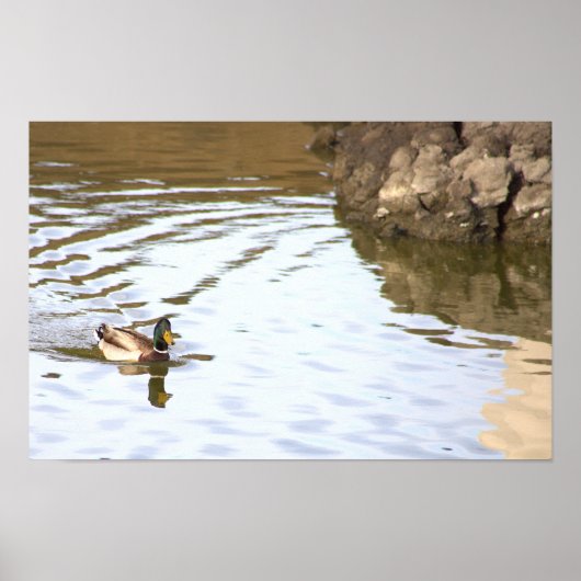 Mallard Duck Poster (Voorkant)