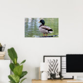 Mallard Duck Poster (Thuiskantoor)