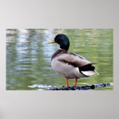 Mallard Duck Poster (Voorkant)
