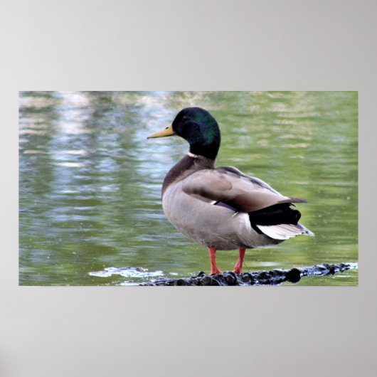 Mallard Duck Poster (Voorkant)