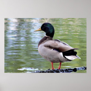 Mallard Duck Poster