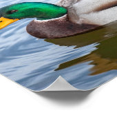 Mallard Duck Poster (Hoek)