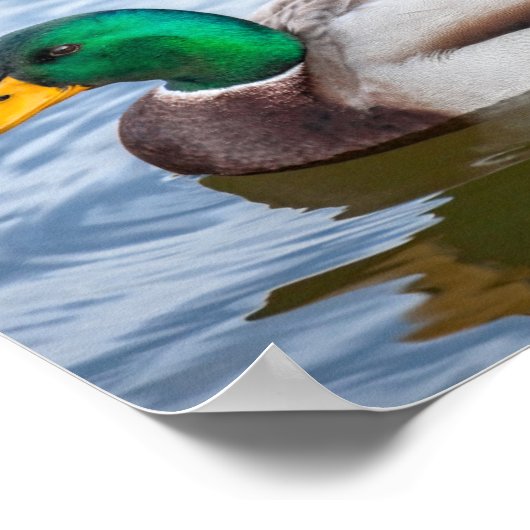 Mallard Duck Poster (Hoek)
