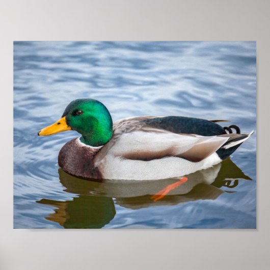 Mallard Duck Poster (Voorkant)