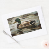 Mallard Duck Rechthoekige Sticker (Envelop)
