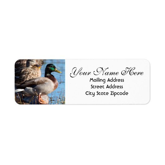 Mallard Duck Return Address Etiket (Voorkant)