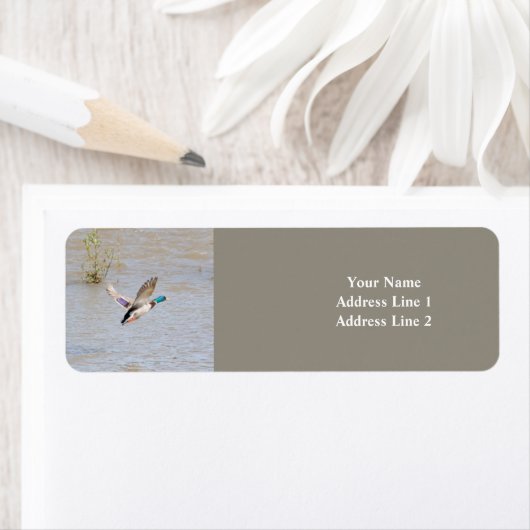 Mallard Duck Return Address Label (Insitu)