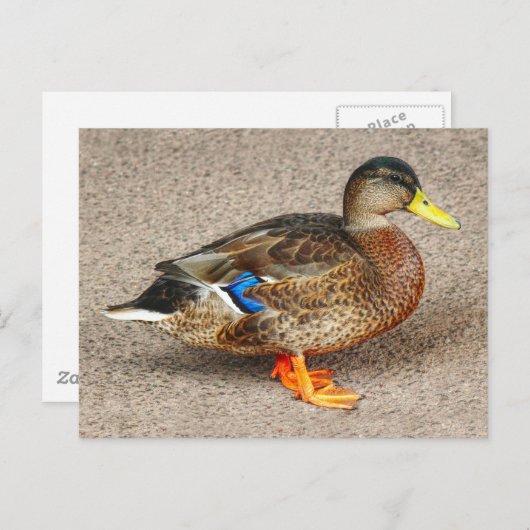 Mallard Duck. Roath Park Lake, Cardiff, Wales Briefkaart (Voorkant / Achterkant)