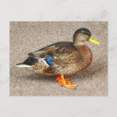 Mallard Duck. Roath Park Lake, Cardiff, Wales Briefkaart (Voorkant)