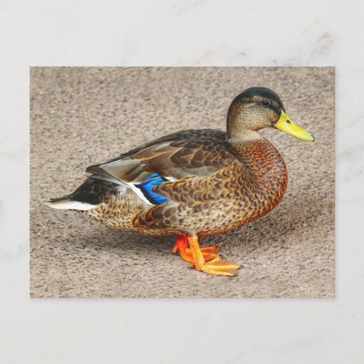 Mallard Duck. Roath Park Lake, Cardiff, Wales Briefkaart (Voorkant)
