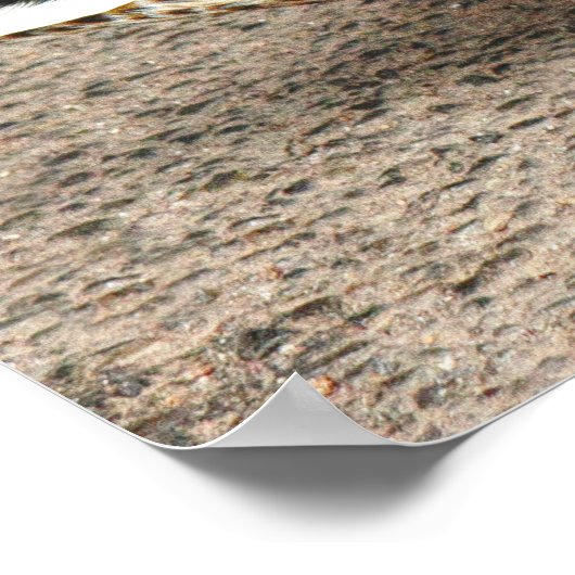 Mallard Duck. Roath Park Lake, Cardiff, Wales Poster (Hoek)