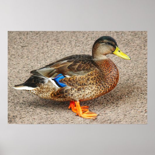 Mallard Duck. Roath Park Lake, Cardiff, Wales Poster (Voorkant)