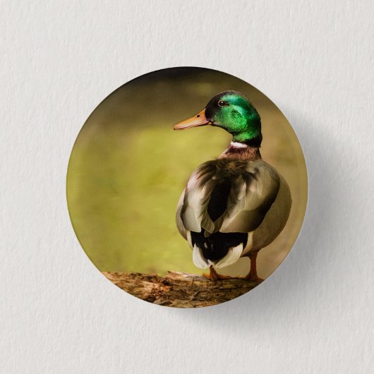 Mallard Duck Ronde Button 3,2 Cm (Voorkant)