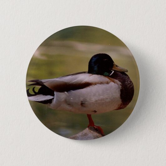 Mallard Duck Ronde Button 5,7 Cm (Voorkant)