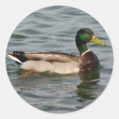 Mallard Duck Ronde Sticker (Voorkant)