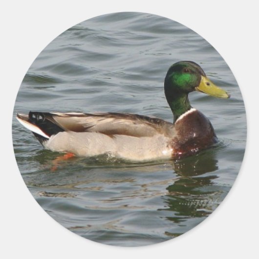 Mallard Duck Ronde Sticker (Voorkant)