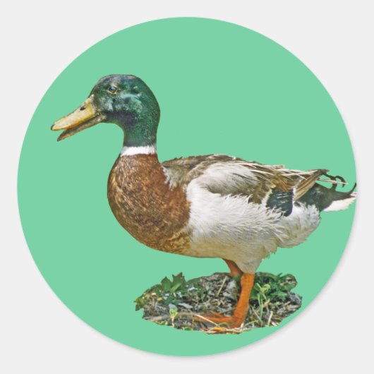 Mallard Duck Ronde Sticker (Voorkant)