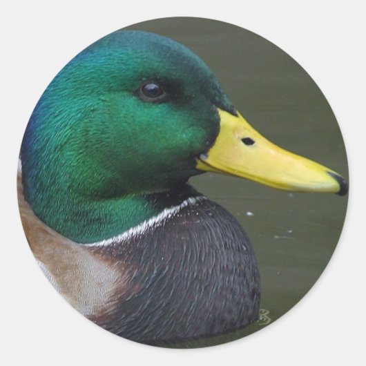 Mallard Duck Ronde Sticker (Voorkant)