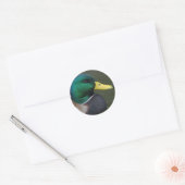 Mallard Duck Ronde Sticker (Envelop)