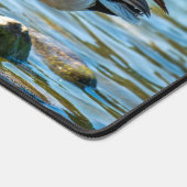 Mallard Duck Standing on Shore Rocks by the Lake Bureaumat (Hoek)