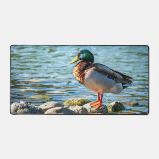 Mallard Duck Standing on Shore Rocks by the Lake Bureaumat