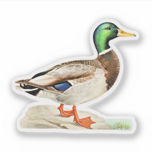 Mallard Duck Sticker (Voorkant)