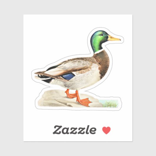 Mallard Duck Sticker (Vel)
