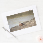 Mallard Duck Stickers (Envelop)
