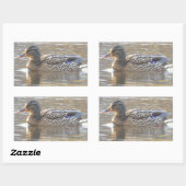 Mallard Duck Stickers (Vel)
