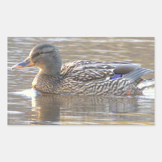 Mallard Duck Stickers (Voorkant)