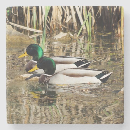 Mallard Duck Stone Onderzetter (Voorkant)