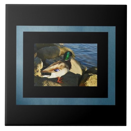 Mallard Duck Tegel Tegeltje (Voorkant)