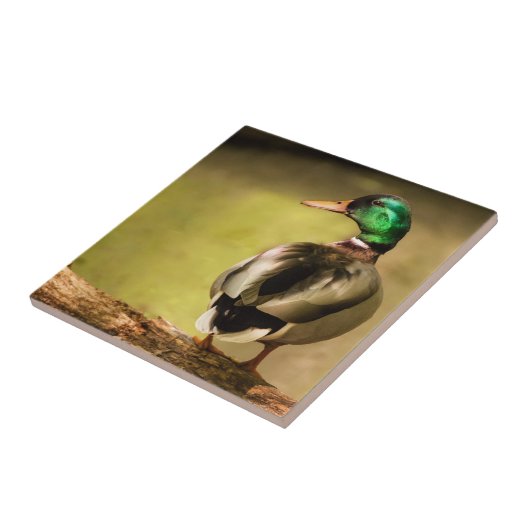 Mallard Duck Tegeltje (Zijkant)