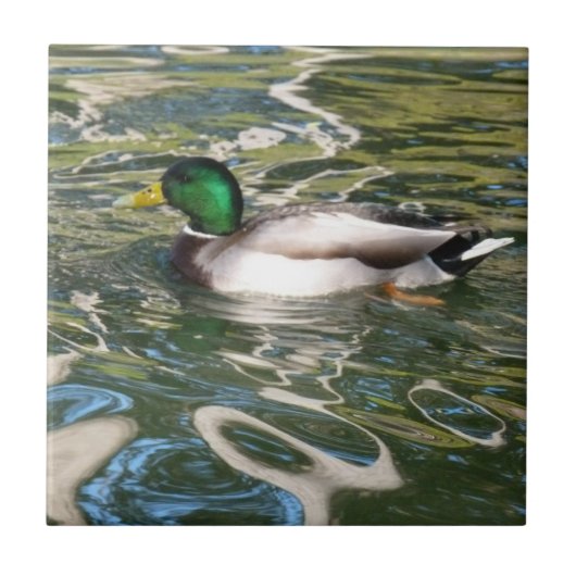 Mallard Duck Tegeltje (Voorkant)