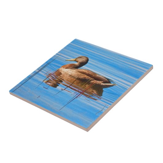 Mallard Duck Tile Tegeltje (Zijkant)