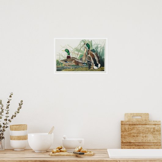 Mallard Duck van Audubon Poster (Keuken)