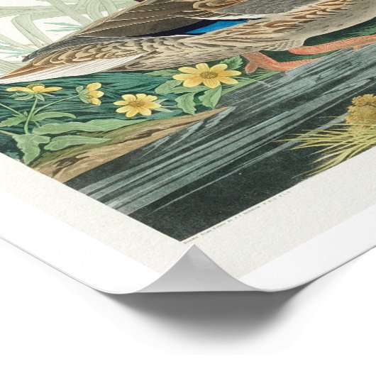 Mallard Duck van Audubon Poster (Hoek)