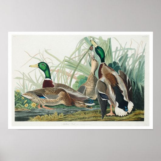 Mallard Duck van Audubon Poster (Voorkant)