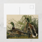 Mallard Duck van Audubon's Birds of America Briefkaart (Voorkant / Achterkant)
