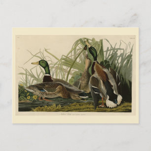 Mallard Duck van Audubon's Birds of America Briefkaart