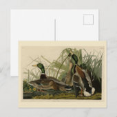 Mallard Duck van Audubon's Birds of America Briefkaart (Voorkant / Achterkant)