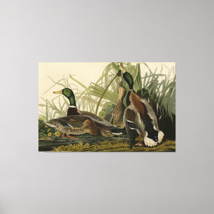 Mallard Duck van Audubon's Birds of America Canvas Afdruk