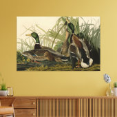 Mallard Duck van Audubon's Birds of America Canvas Afdruk (Insitu (Woonkamer))