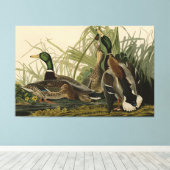 Mallard Duck van Audubon's Birds of America Canvas Afdruk (Insitu (Houten vloer))