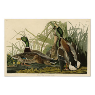 Mallard Duck van Audubon's Birds of America Foto Afdruk